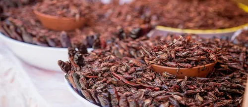 Chapulines