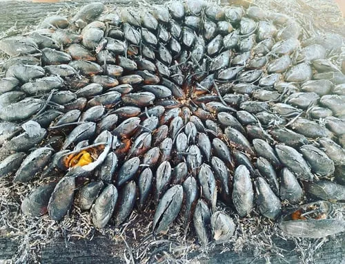 Éclade de Moules